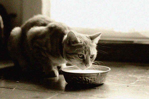 История домашних кошек в СССР