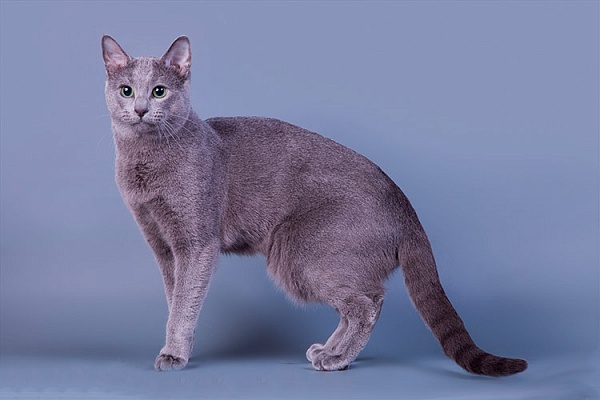 Русская голубая кошка