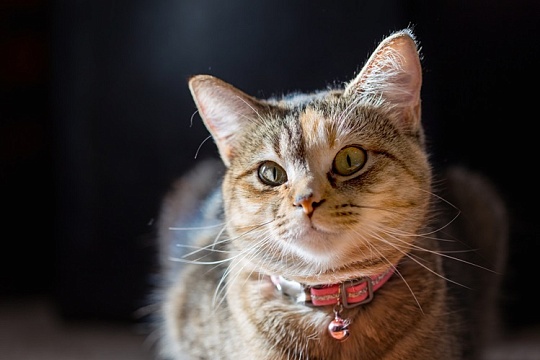 Появился ошейник для выявления стресса у кошек