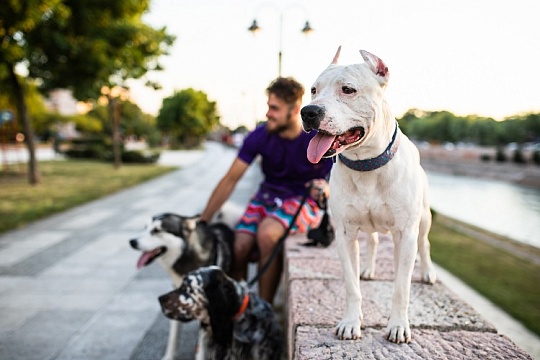 С какими породами собак чаще всего гуляют в Москве 
