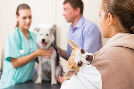 В Оренбургской области за четыре месяца чипировали более 1,7 тысяч собак