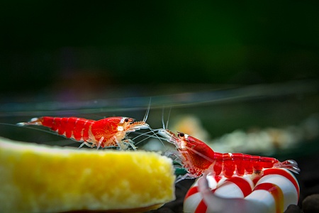 Содержание креветок в аквариуме