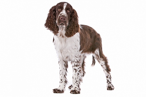 Английский спрингер-спаниель