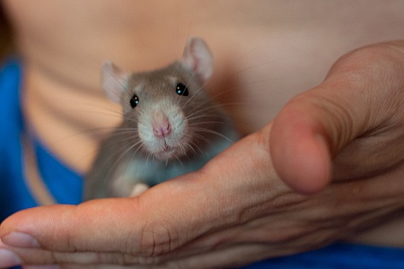 Можно ли подружиться с грызуном?