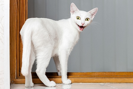 Кот кричит по ночам: что делать?