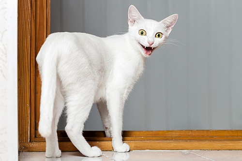 Кот кричит по ночам: что делать?