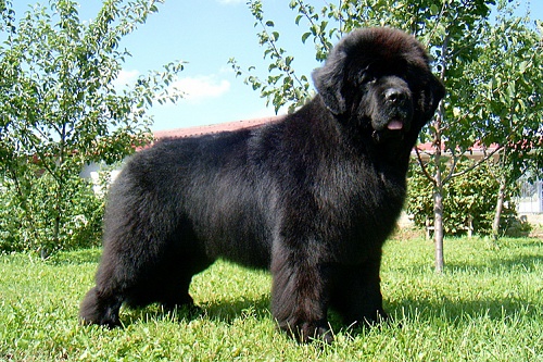 Ньюфаундленд Ньюфаундленд