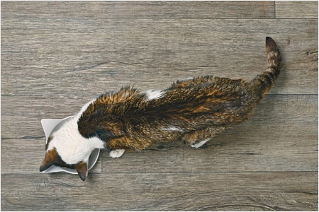 Сколько может прожить кошка без еды?