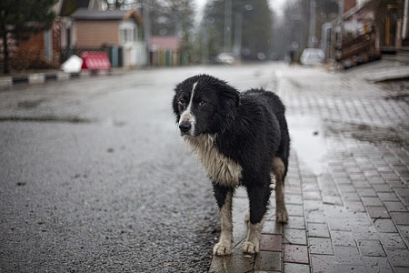 Штрафы за брошенных питомцев хотят увеличить
