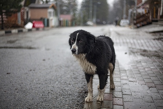 Штрафы за брошенных питомцев хотят увеличить Штрафы за брошенных питомцев хотят увеличить