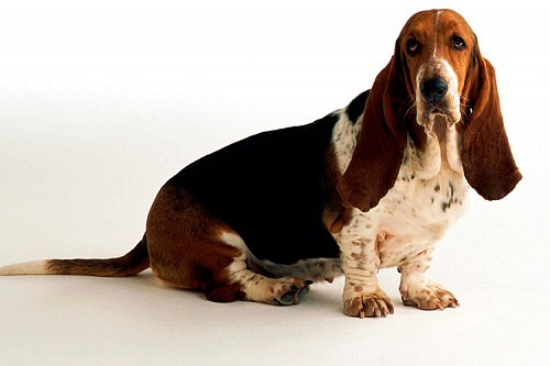 Бассет-хаунд Бассет-хаунд