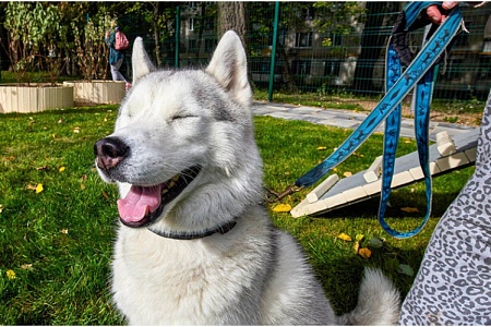 В Москве с 1 июня будут работать передвижные ветстанции и «Мобильный груминг» 