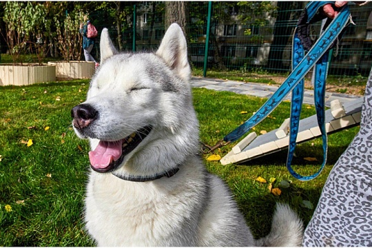 В Москве с 1 июня будут работать передвижные ветстанции и «Мобильный груминг»  В Москве с 1 июня будут работать передвижные ветстанции и «Мобильный груминг»