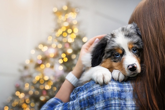 Владельцы собак заботятся о здоровье питомцев больше, чем о своем. Результаты опроса Владельцы собак заботятся о здоровье питомцев больше, чем о своем. Результаты опроса