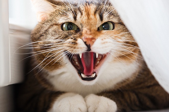 Как правильно наказывать кошку?