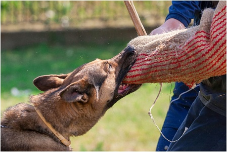 В Санкт-Петербурге предложили сделать бесплатными курсы для владельцев собак потенциально опасных пород 