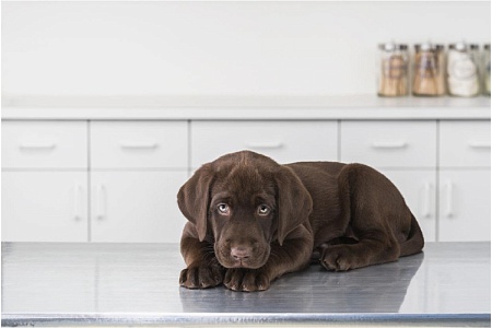 Стафилококк у собак: что нужно знать