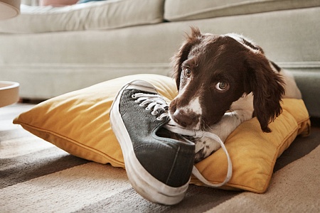 Почему щенок ведет себя «плохо»?