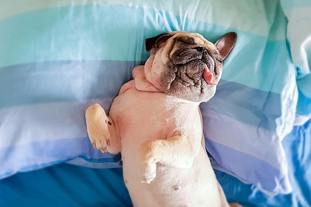 Уход за беременной собакой