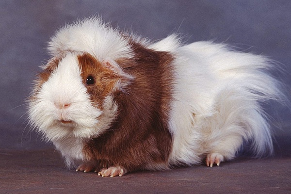 Абиссинская морская свинка