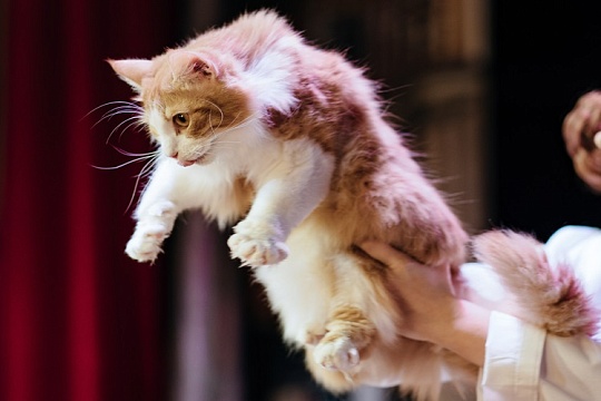 Театр кошек Куклачева учит детей ответственному отношению к питомцам