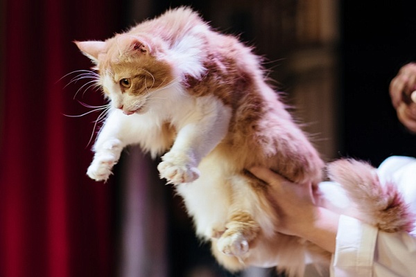 Театр кошек Куклачева учит детей ответственному отношению к питомцам