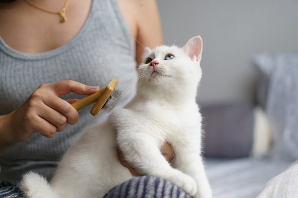 Как ухаживать за шерстью котенка?