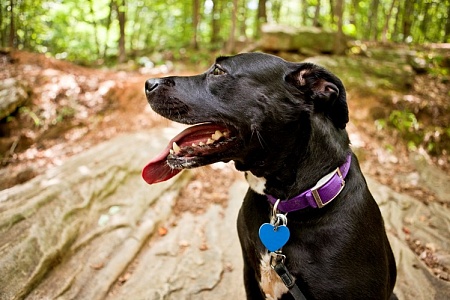 Появились мошенники, которые обворовывают владельцев потерявшихся питомцев