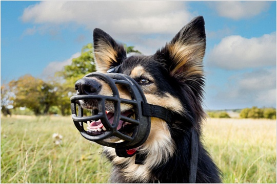 Как выбрать намордник для собаки