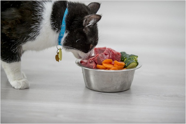 Можно ли кошку кормить мясом 
