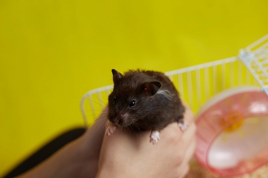 Осенняя ЗооПалитра: международная выставка питомцев в центре столицы Осенняя ЗооПалитра: международная выставка питомцев в центре столицы