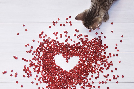 Можно ли котятам фрукты и ягоды?