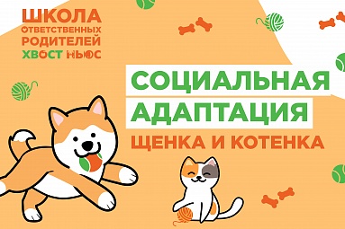 Социальная адаптация щенка и котенка Социальная адаптация щенка и котенка