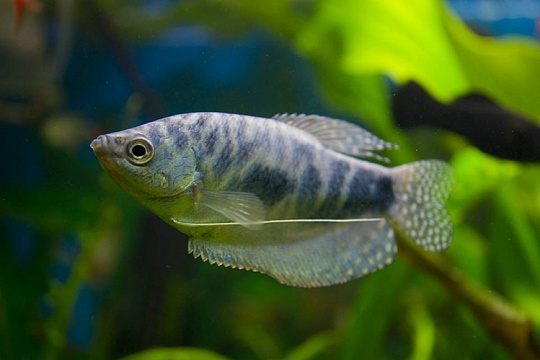 Признаки заболевания аквариумных рыбок Признаки заболевания аквариумных рыбок