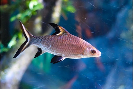 Акулий балу: безобидная копия хищницы