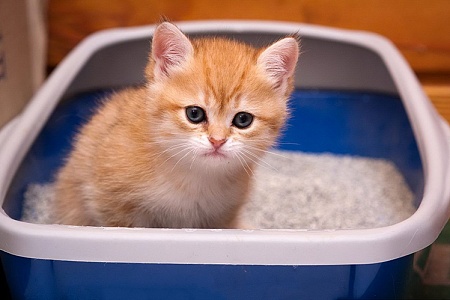 Дегельминтизация котят и кошек