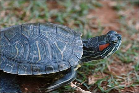 Можно ли красноухую черепаху держать без воды