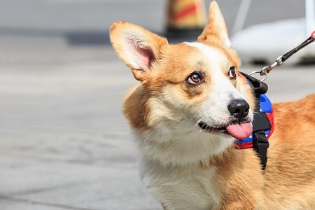 Полицейский корги Фу Цзай снова провинился