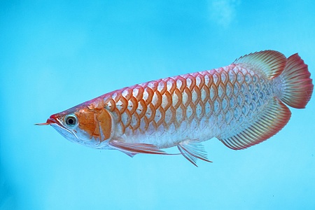 Самые дорогие аквариумные рыбки