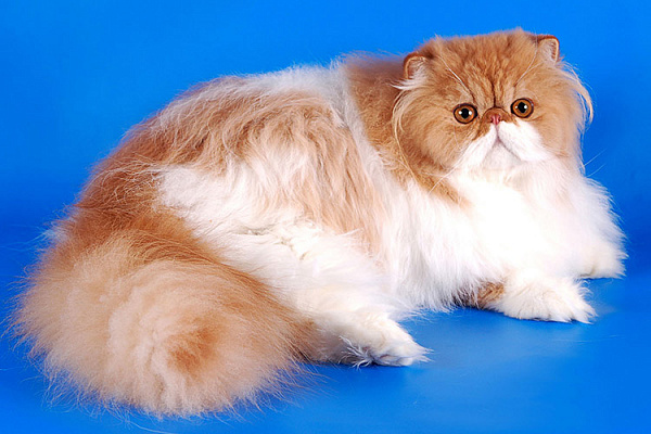 Персидский кот: 25+ фото, описание породы, уход | real-watch.ru