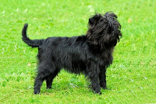 Аффенпинчер