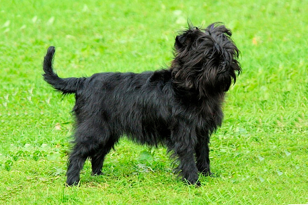 Аффенпинчер