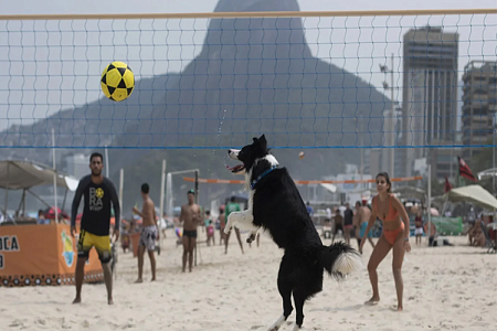 Бордер-колли Флоки стал стал спортивной звездой