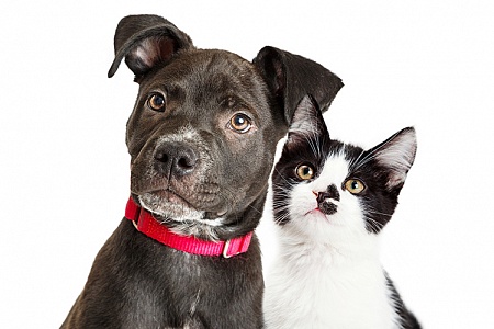 Уход за короткой шерстью собак и кошек