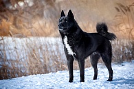 Русско-европейская лайка