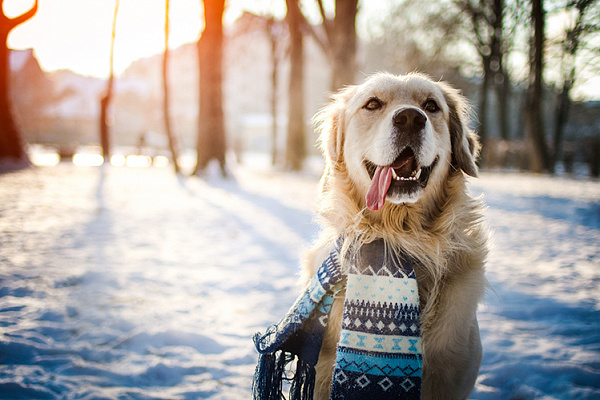 Мерзнут ли собаки зимой?