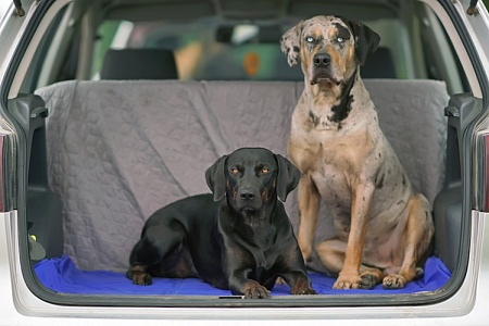 Владелец провез собак в открытом багажнике