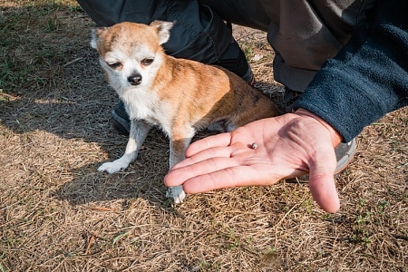 В Москве задержали предполагаемых догхантеров