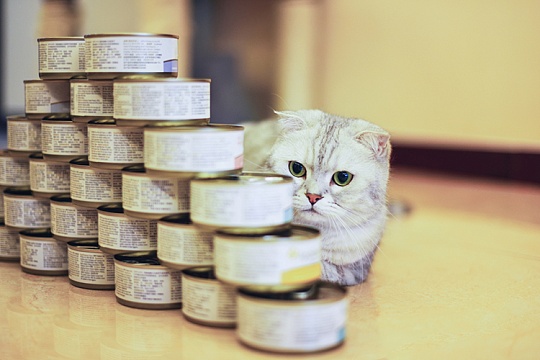 Как кормить кошку влажным кормом