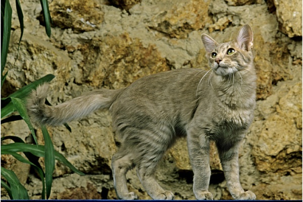 Ориентальная длинношерстная кошка